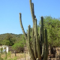 Foto de Colliguay