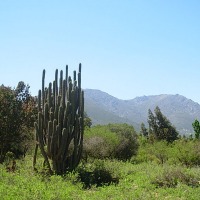Foto de Colliguay