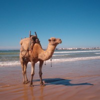 Foto de Essaouira