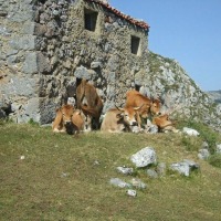 Foto de Vega Urriellu