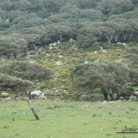 Foto de Algeciras