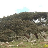 Foto de Algeciras