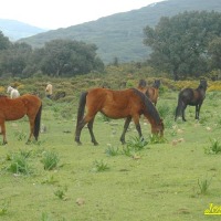 Foto de Algeciras