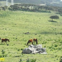 Foto de Algeciras