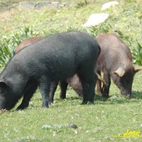 Foto de Algeciras