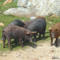 Foto de Algeciras