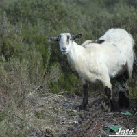 Foto de Algeciras