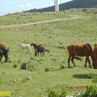 Foto de Algeciras