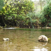 Foto de El Bosque
