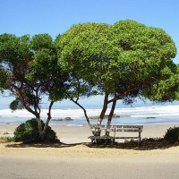 Foto de MAITENCILLO