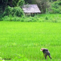 Foto de Chiang Mai