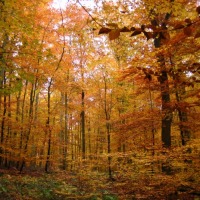 Foto de Traben-Trarbach