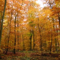 Foto de Trabern-Trarbach