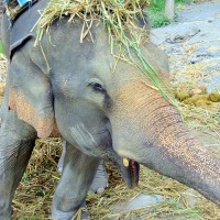 Foto de Chiang Mai