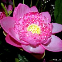 Foto de Chiang Mai