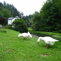 Foto de Müllerthal