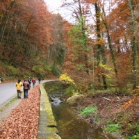 Foto de Müllerthal