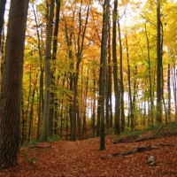 Foto de Bourglinster