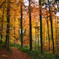 Foto de Bourglinster