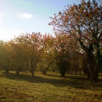 Foto de Bergondo