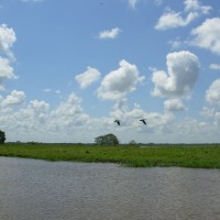 Foto de Apure