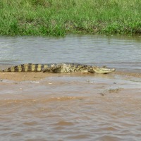 Foto de Apure