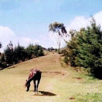 Foto de Abejorral (Antioquia)