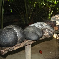 Foto de Praslin