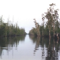 Foto de Guamá