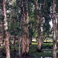 Foto de Guamá