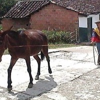 Foto de Argelia (Antioquia)