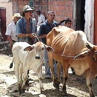 Foto de Argelia (Antioquia)