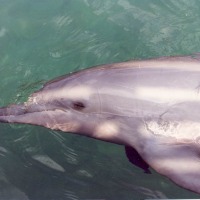 Foto de Islas del Rosario