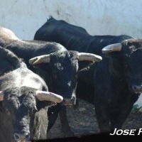 Foto de Jerez de la Frontera