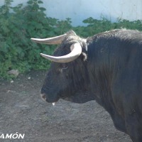 Foto de Jerez de la Frontera