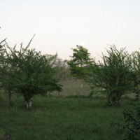 Foto de SAN PEDRO (SUCRE)