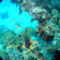 Foto de Mar Rojo