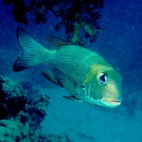 Foto de Mar Rojo