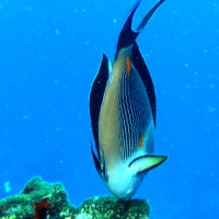 Foto de Mar Rojo