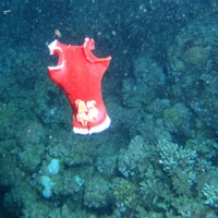 Foto de Mar Rojo