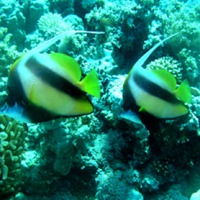 Foto de Mar rojo
