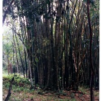 Foto de Las Terrazas