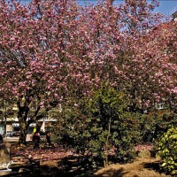 Foto de Cangas de Onís