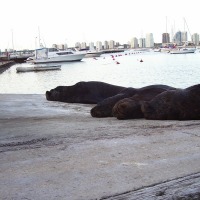 Foto de Punta del Este