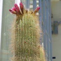 Foto de Oruro