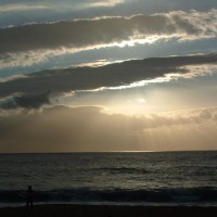 Foto de Algarrobo