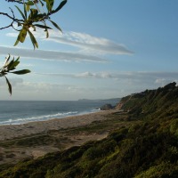 Foto de Algarrobo
