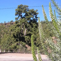 Foto de Vilaflor