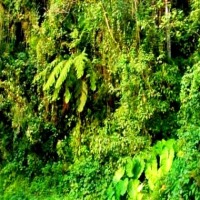 Foto de Angelópolis (Antioquia)