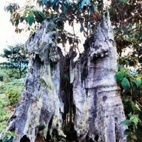 Foto de Angelópolis (Antioquia)